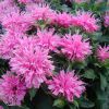 Monarda Petite Wonder